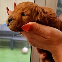 Cuccioli di barboncini toy/ nano