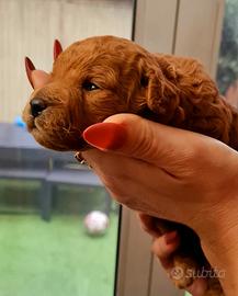 Cuccioli di barboncini toy/ nano