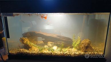 Acquario 60 litri
