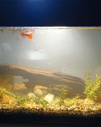 Acquario 60 litri