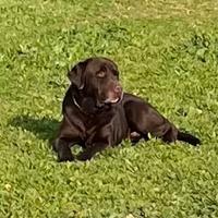 Labrador cioccolat da monta