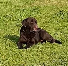 Labrador cioccolat da monta