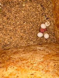 Parrocchetto dal collare