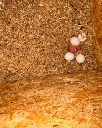 Parrocchetto dal collare