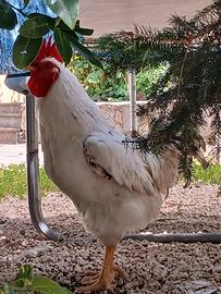 Gallo