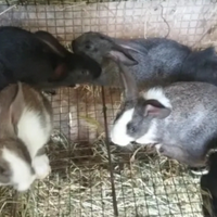 Conigli da allevamento