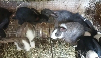 Conigli da allevamento