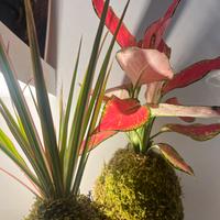 Kokedama dracena marginata tricolor