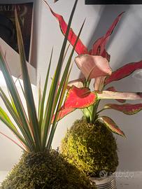 Kokedama dracena marginata tricolor