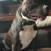 Pitbull blurnose