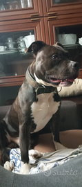 Pitbull blurnose