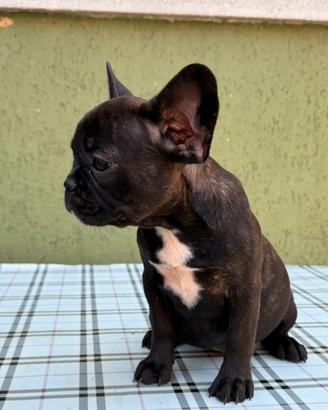 Cuccioli di bulldog francese pedigree Enci
