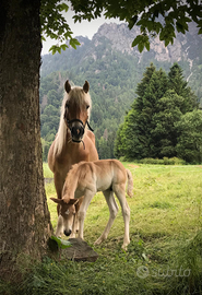Puledro di pura razza Haflinger