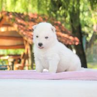 Cucciola di Husky bianca