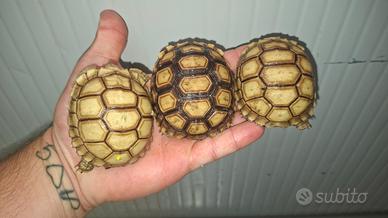 Tartarughe di terra