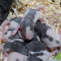 Ratto domestico