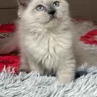 Cuccioli pura razza gatto siberiano su prenotazion