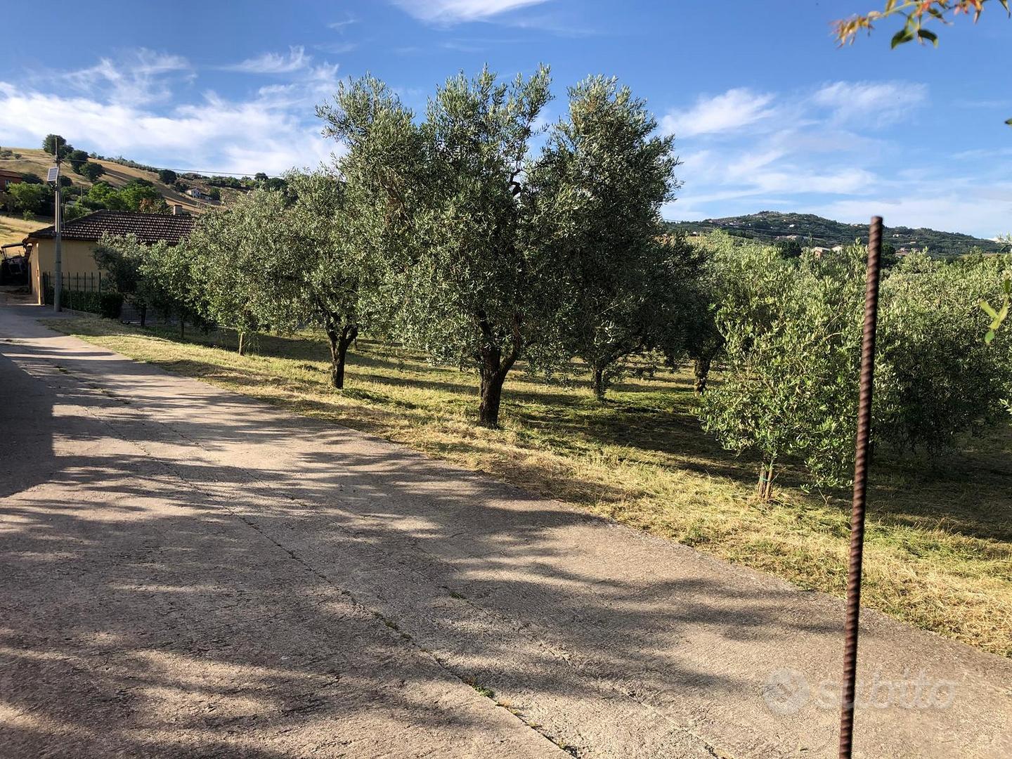 Casolare di campagna con uliveto in Ariano irpino - Vista 2