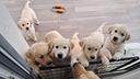 cuccioli-di-golden-retriever-con-pedigree-amex