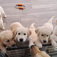 Cuccioli Maschietti Golden Retriever con Pedigree