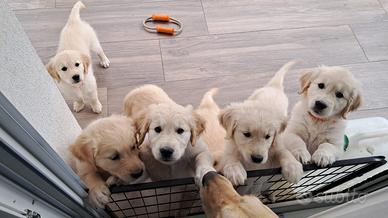 Cuccioli di Golden Retriever con Pedigree Amex