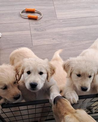 Cuccioli di Golden Retriever con Pedigree Amex