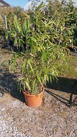 pianta bamboo