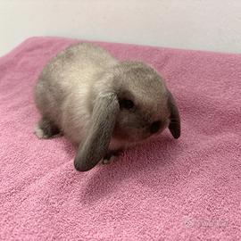 Conigli ariete nani minilop