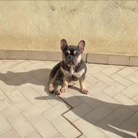 Bulldog francese femmina