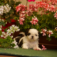 Shih Tzu