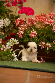 Shih Tzu