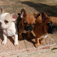 Cuccioli di bulldog francese M e F