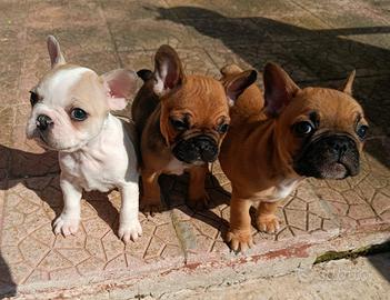 Cuccioli di bulldog francese M e F
