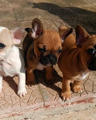 Bulldog francese maschietti CONSEGNA TUTTA ITALIA