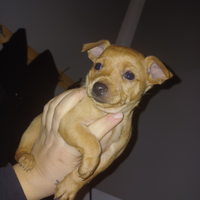 Ultimo cucciolo maschio pinscher nano