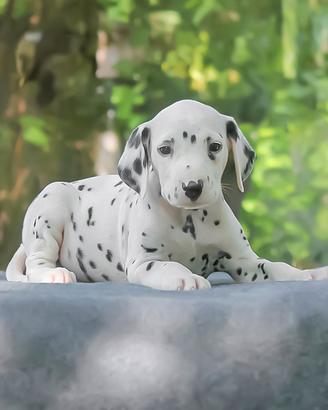 Cucciolo di Dalmata subito disponibile
