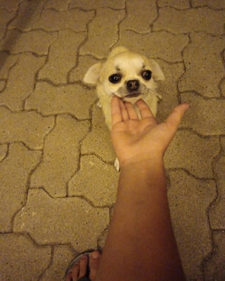 Chihuahua