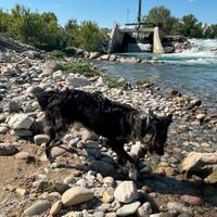 Femmina pastore Lagorai