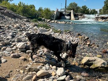 Femmina pastore Lagorai