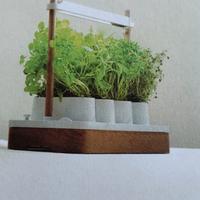 Giardino erbe officinali da interno