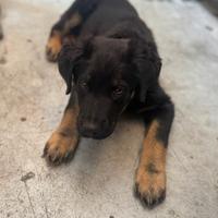 Cucciolo maschio