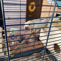 Pappagallo parrocchetto