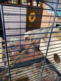 Pappagallo parrocchetto