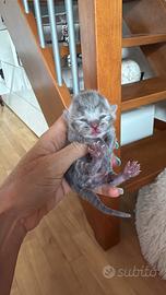 Scottish fold / straight Rimini