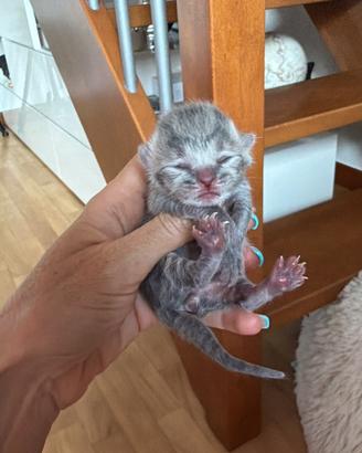 Scottish fold / straight Rimini