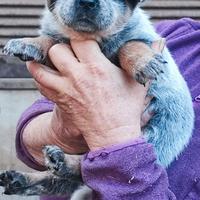Cuccioli di Australian Cattle DOg
