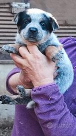 Cuccioli di Australian Cattle DOg