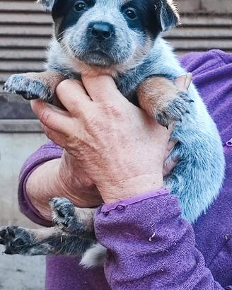 Cuccioli di Australian Cattle DOg