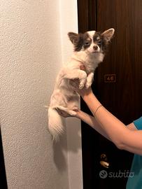 Affettuosa e splendida Chiuwawa