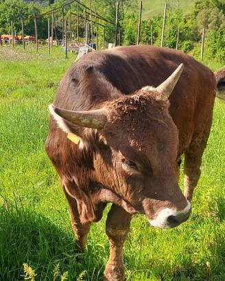 Toro Bruno alpino Originale